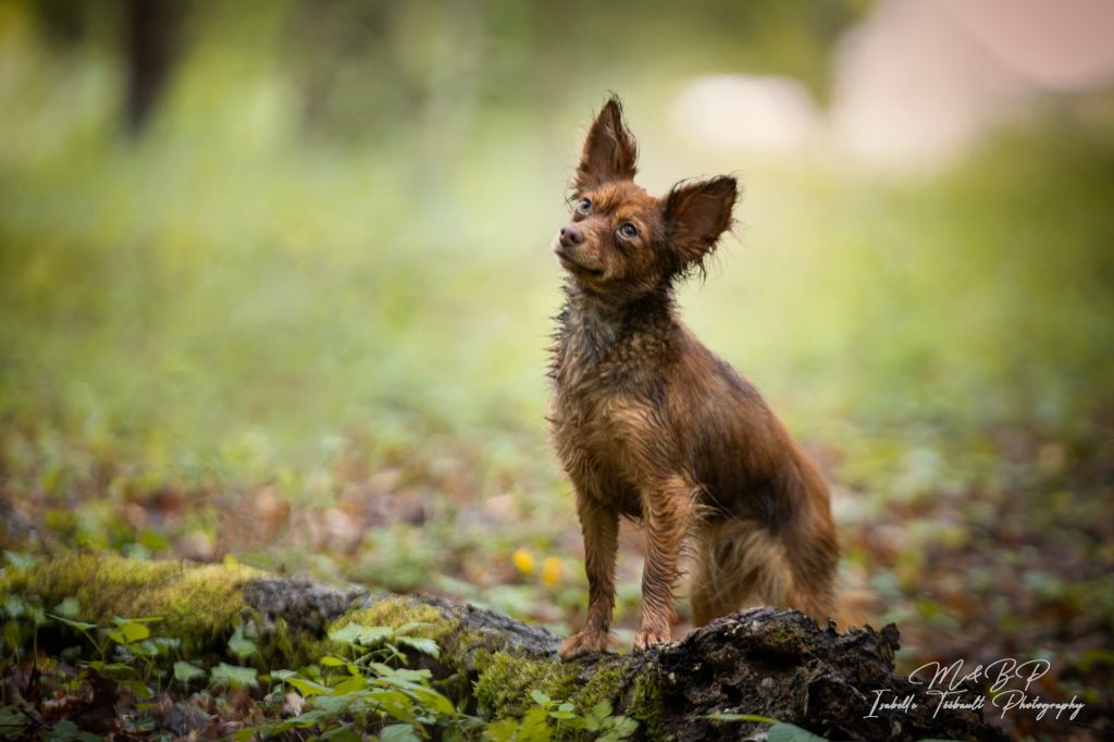 Les Russkiy Toy (Petit Chien Russe) de l'affixe Des Terres De La Bayolle