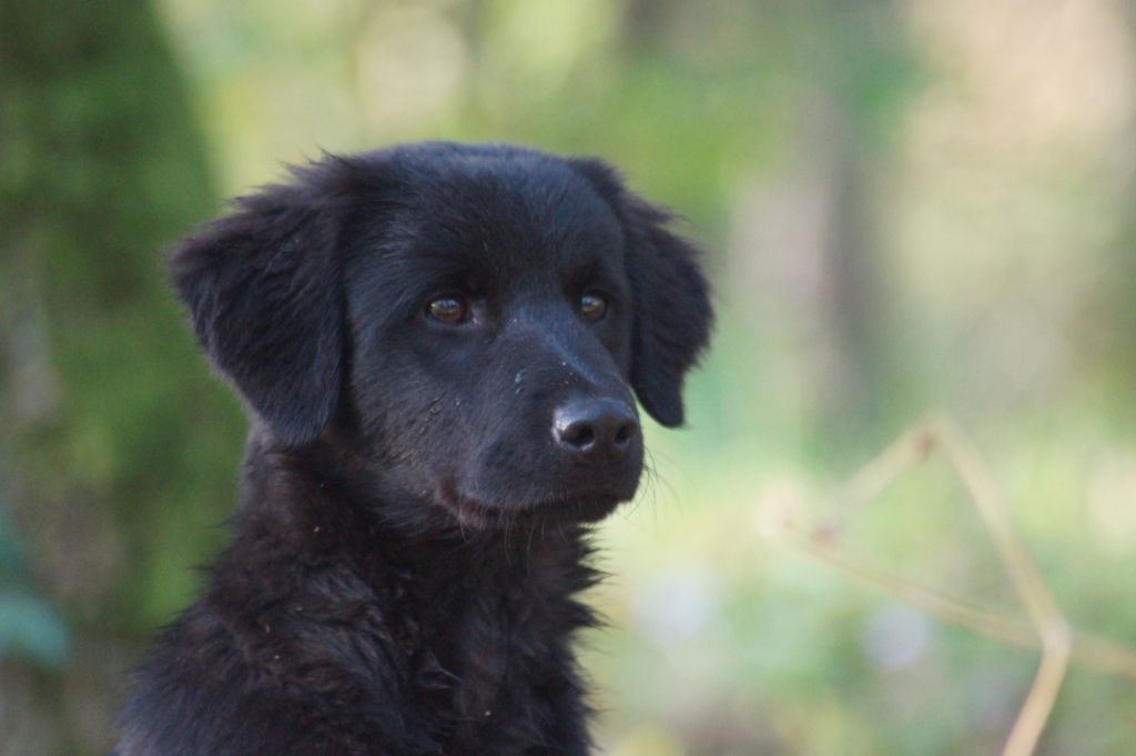 Des Terres De La Bayolle - Chiot disponible  - Berger des Pyrenees à face rase