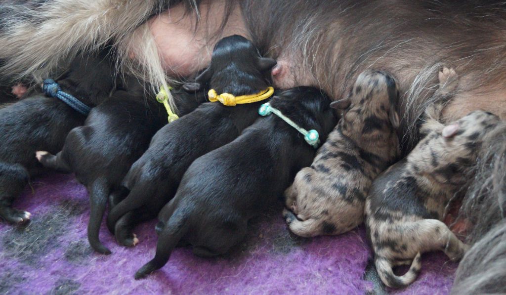 chiot Berger des Pyrenees à face rase Des Terres De La Bayolle