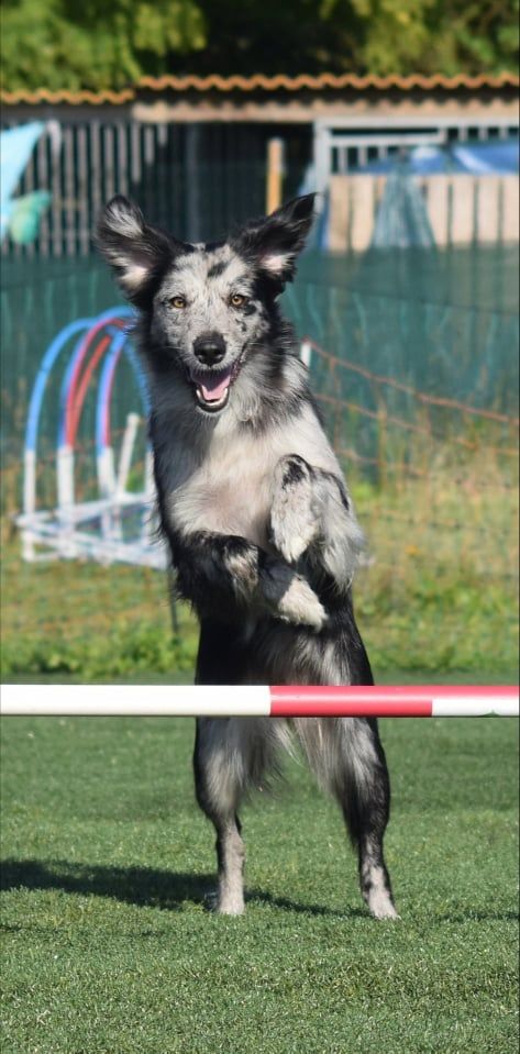 Agility