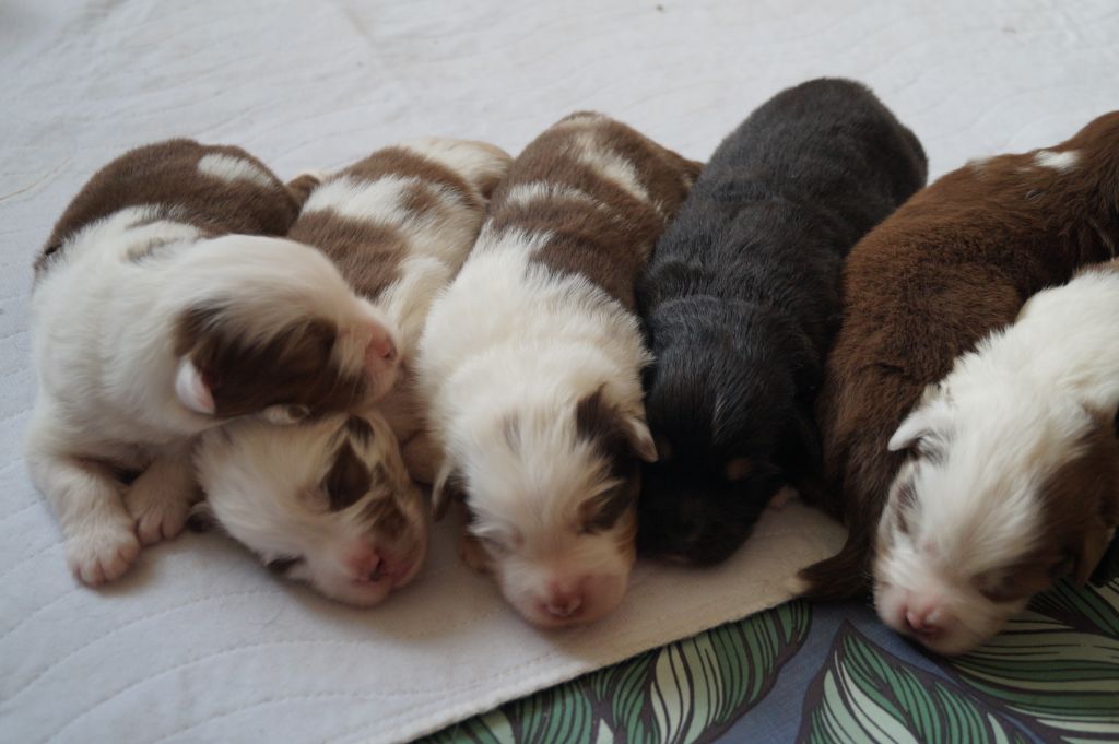 Chiot Berger Américain Miniature Des Terres De La Bayolle