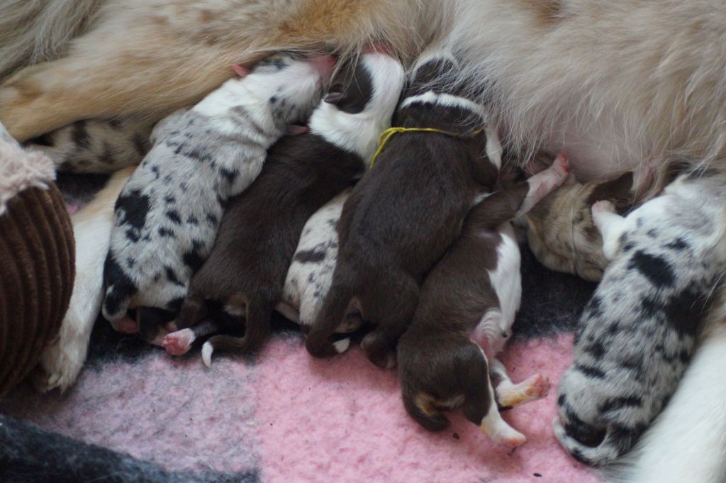 Chiot Berger Américain Miniature Des Terres De La Bayolle
