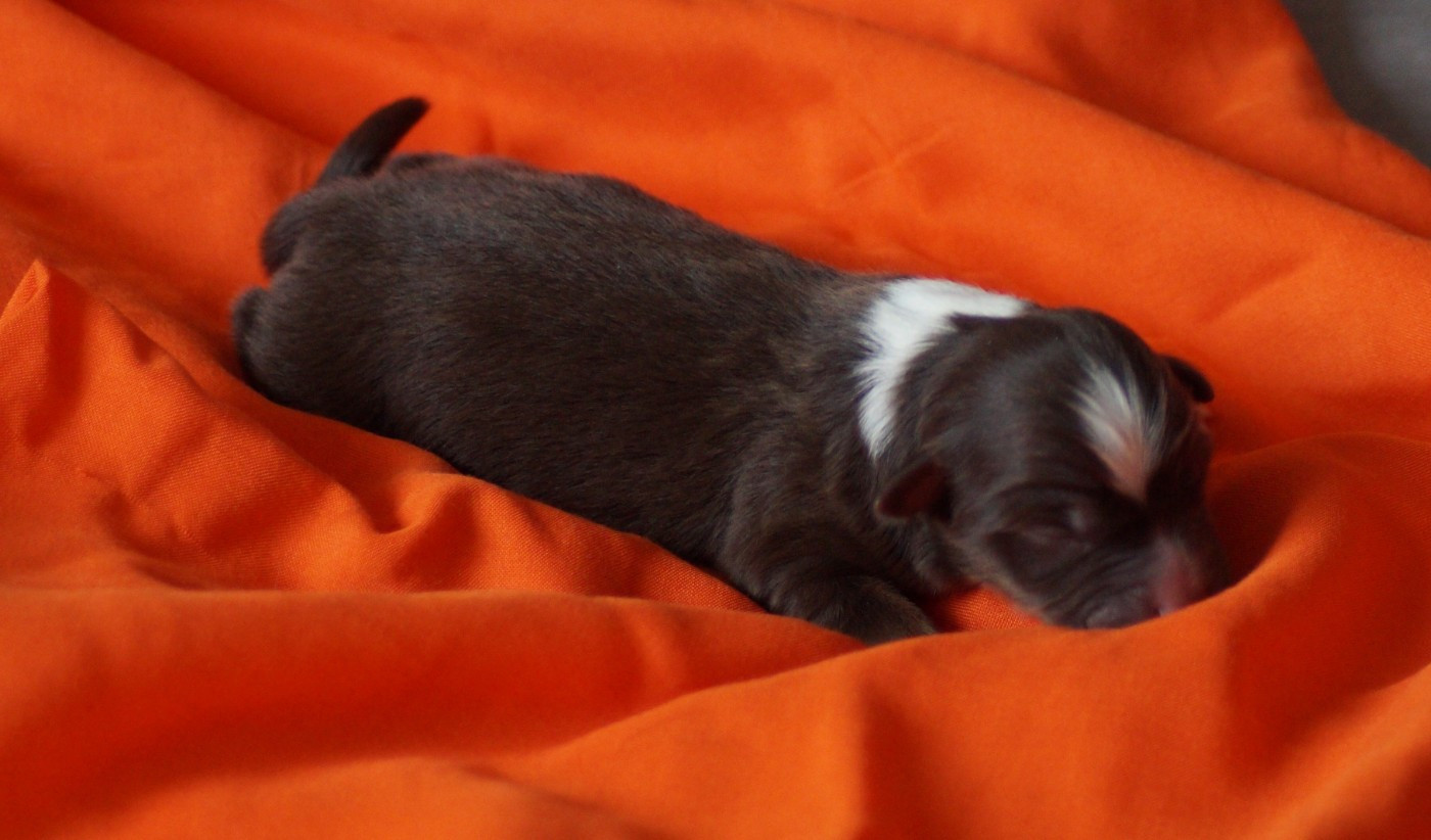 Des Terres De La Bayolle - Chiots disponibles - Berger Américain Miniature 