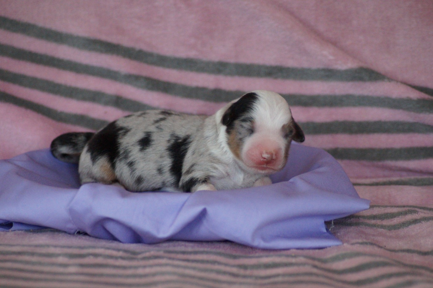 Des Terres De La Bayolle - Chiots disponibles - Berger Américain Miniature 