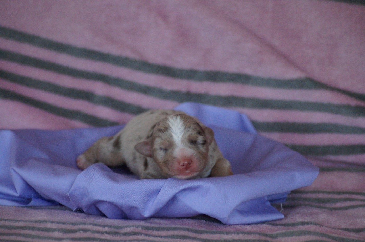 Des Terres De La Bayolle - Chiots disponibles - Berger Américain Miniature 