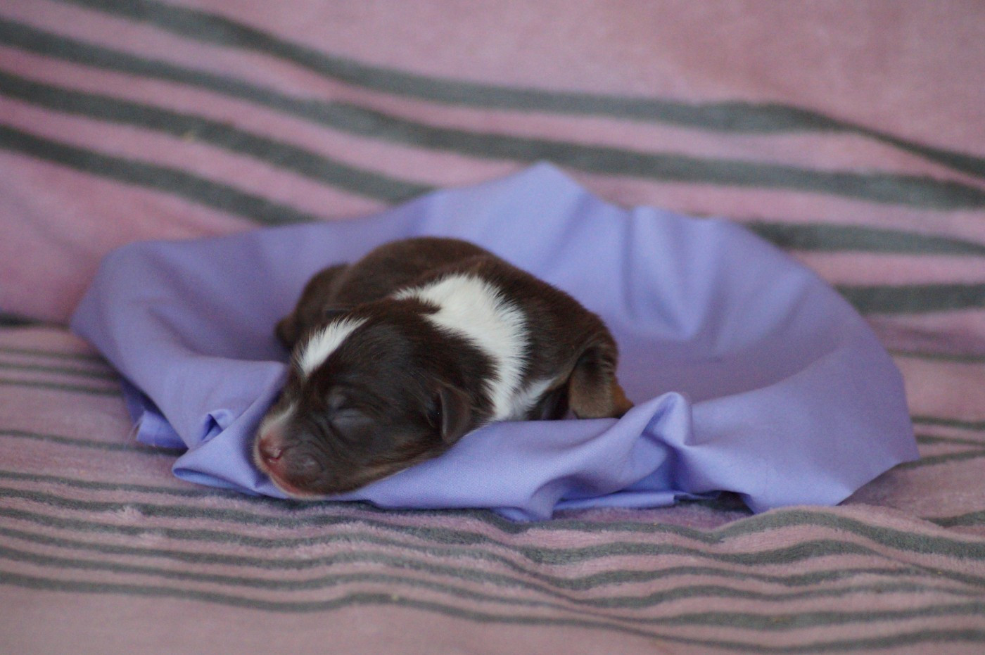 Des Terres De La Bayolle - Chiots disponibles - Berger Américain Miniature 