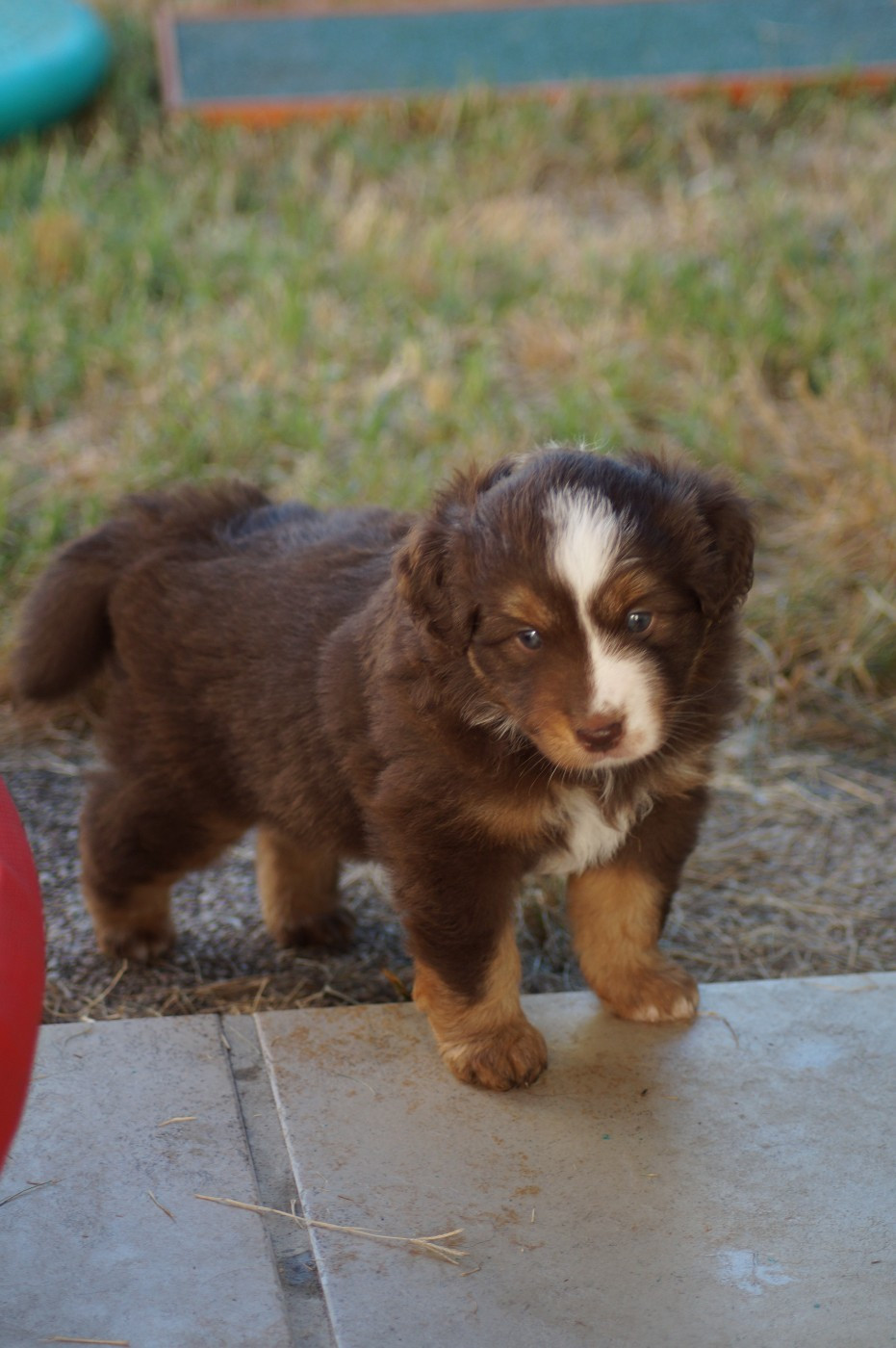 Des Terres De La Bayolle - Chiots disponibles - Berger Américain Miniature 