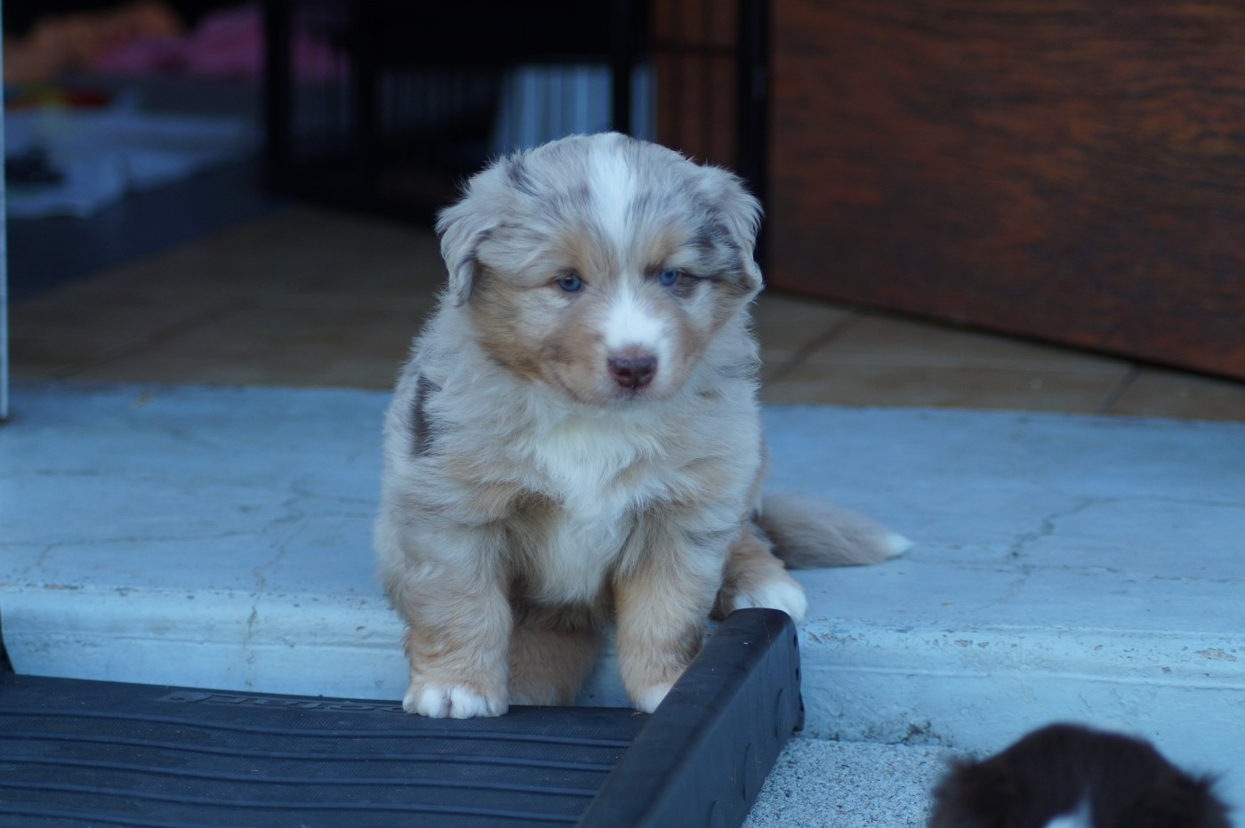 Des Terres De La Bayolle - Chiots disponibles - Berger Américain Miniature 