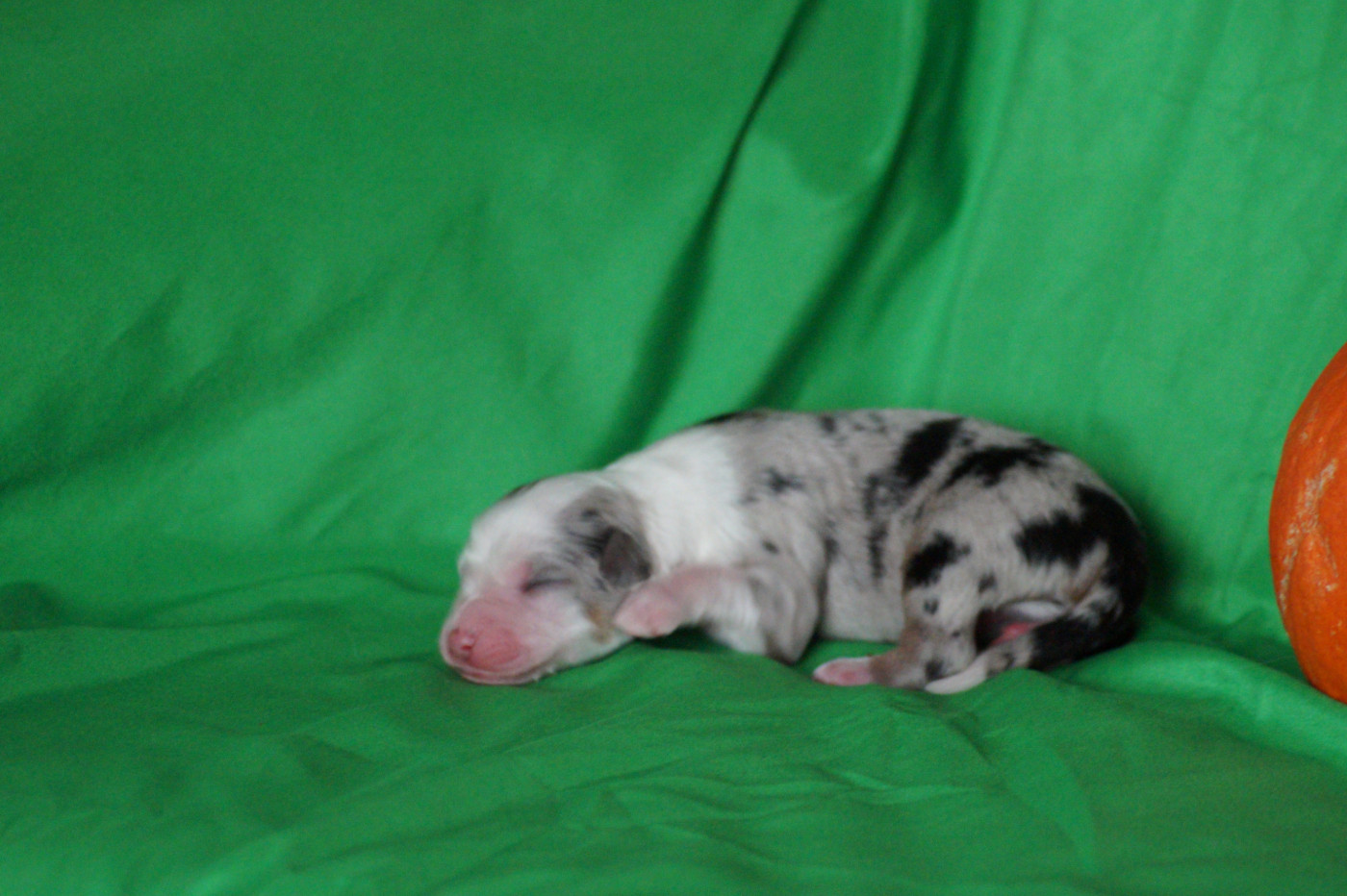 Des Terres De La Bayolle - Chiots disponibles - Berger Américain Miniature 