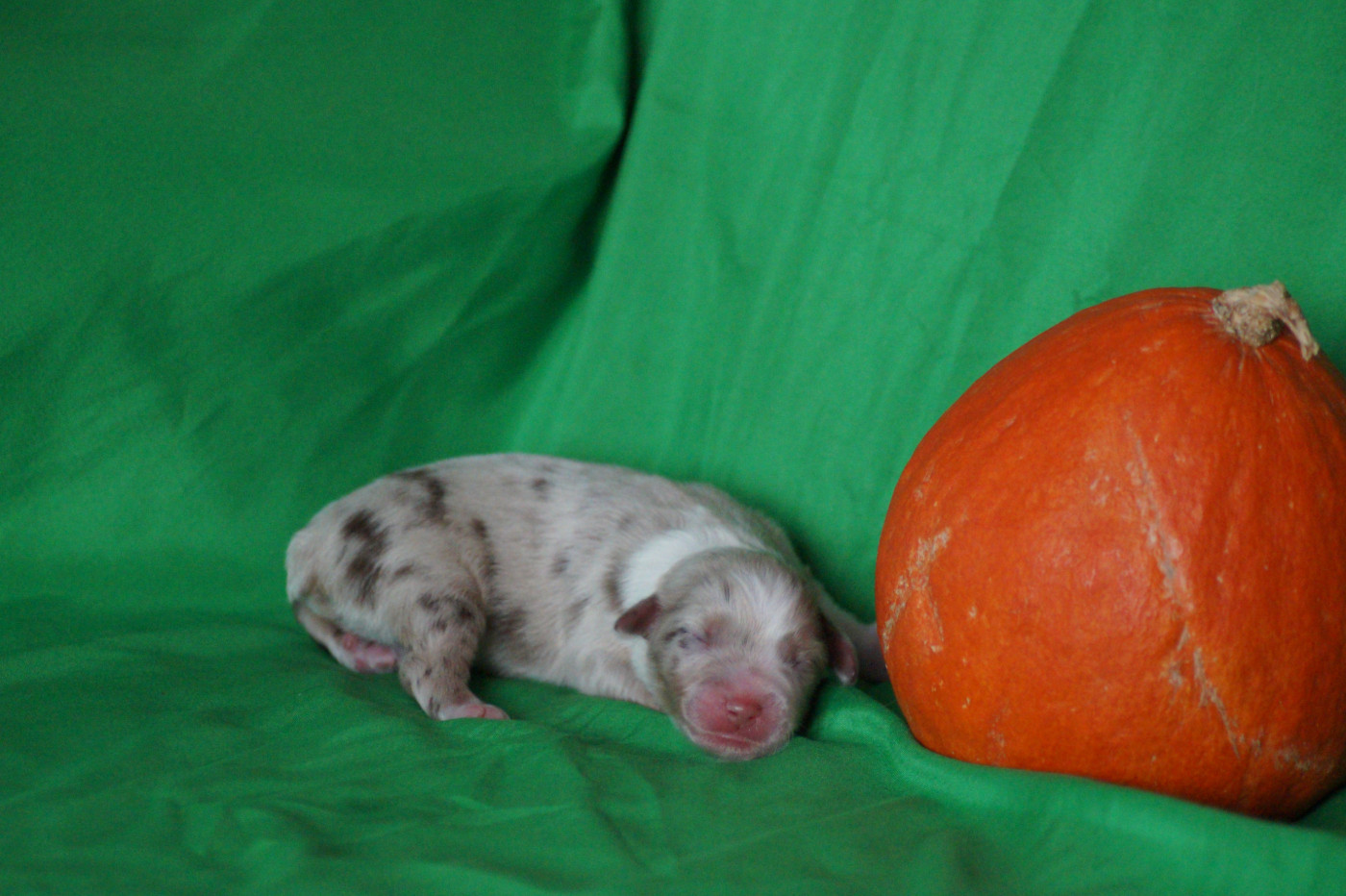 Des Terres De La Bayolle - Chiots disponibles - Berger Américain Miniature 