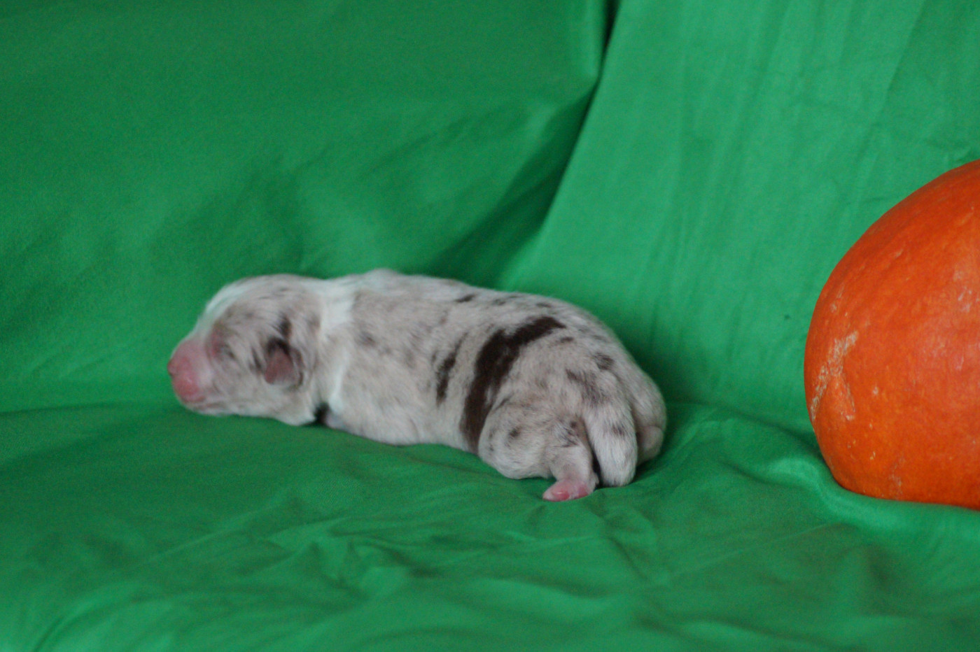 Des Terres De La Bayolle - Chiots disponibles - Berger Américain Miniature 