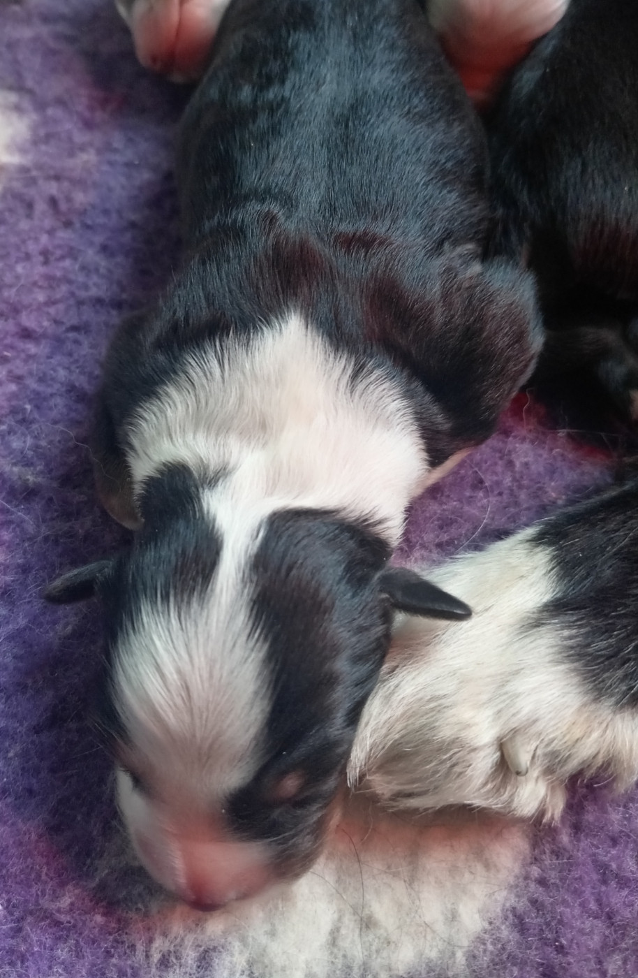 Des Terres De La Bayolle - Chiots disponibles - Berger Américain Miniature 