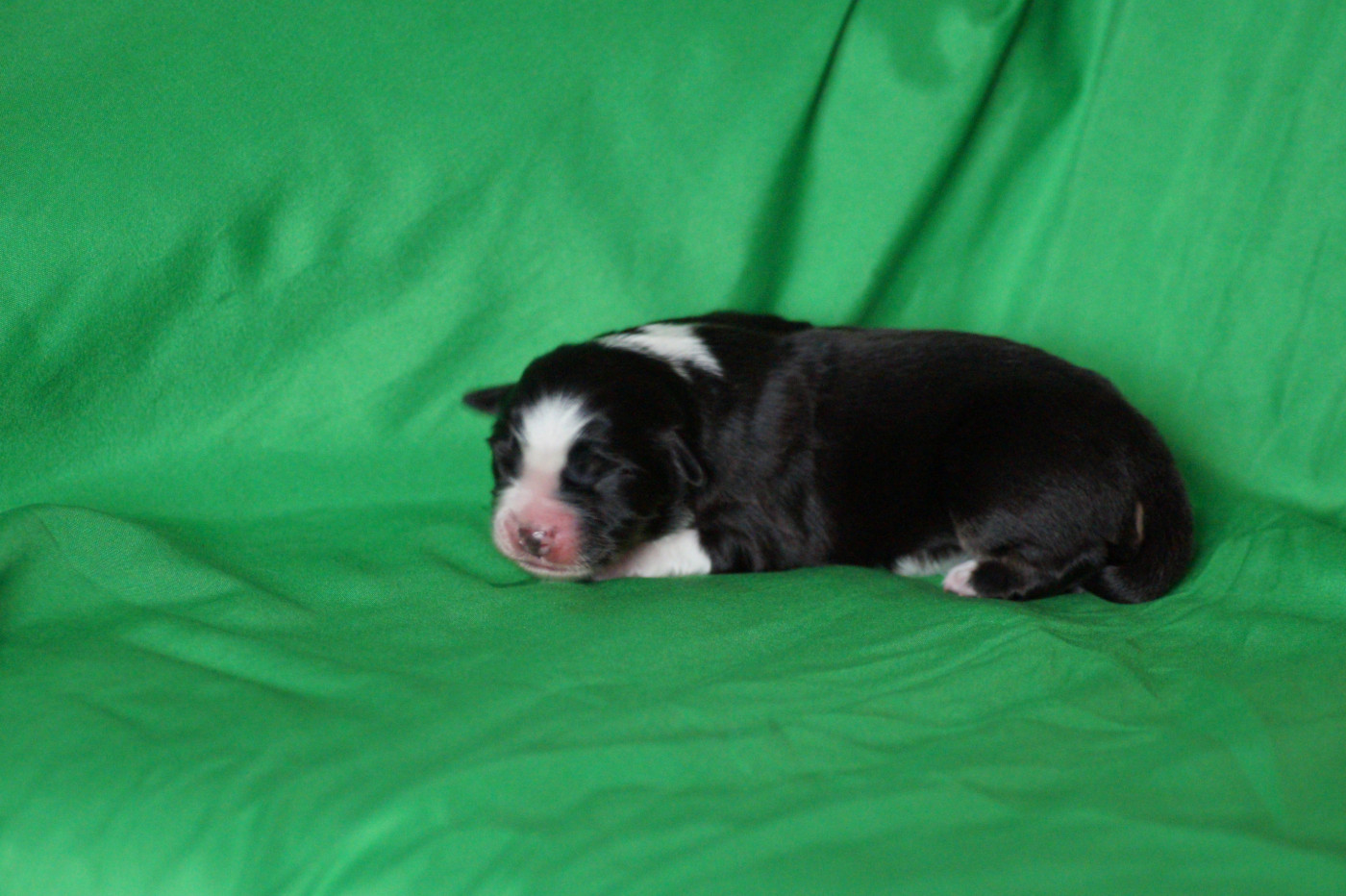 Des Terres De La Bayolle - Chiots disponibles - Berger Américain Miniature 