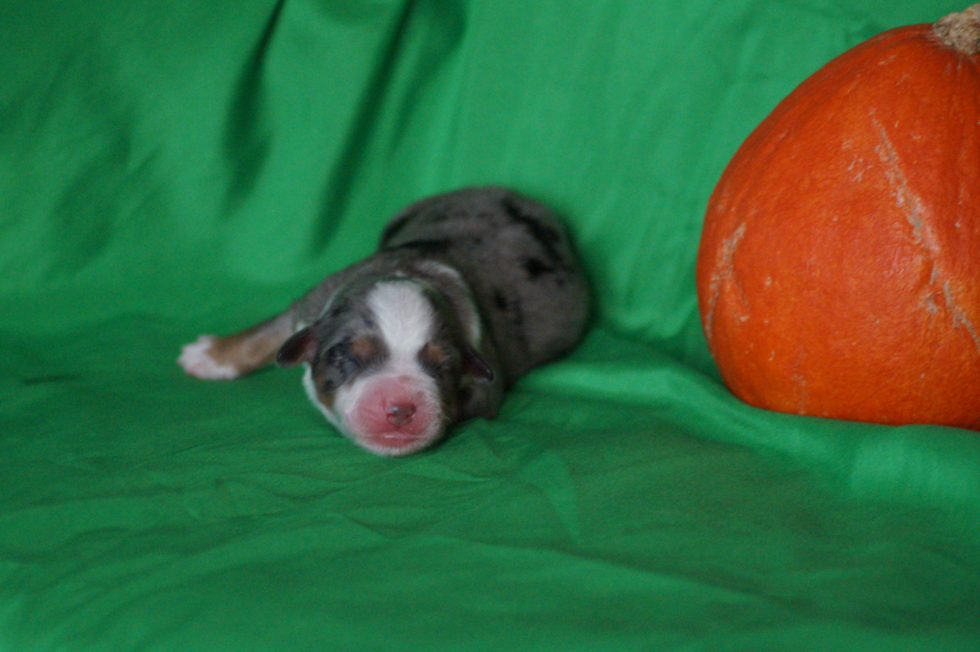 Des Terres De La Bayolle - Chiots disponibles - Berger Américain Miniature 