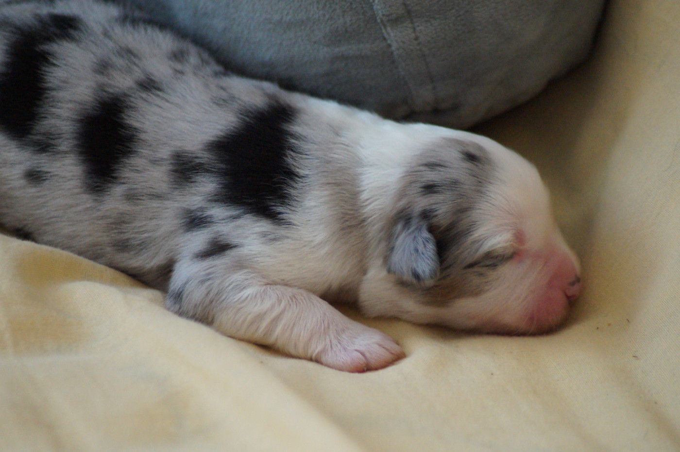 Des Terres De La Bayolle - Chiots disponibles - Berger Américain Miniature 