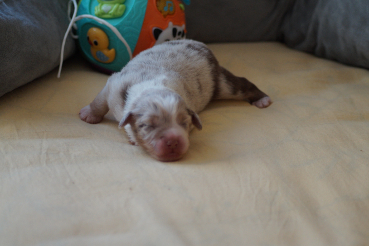 Des Terres De La Bayolle - Chiots disponibles - Berger Américain Miniature 
