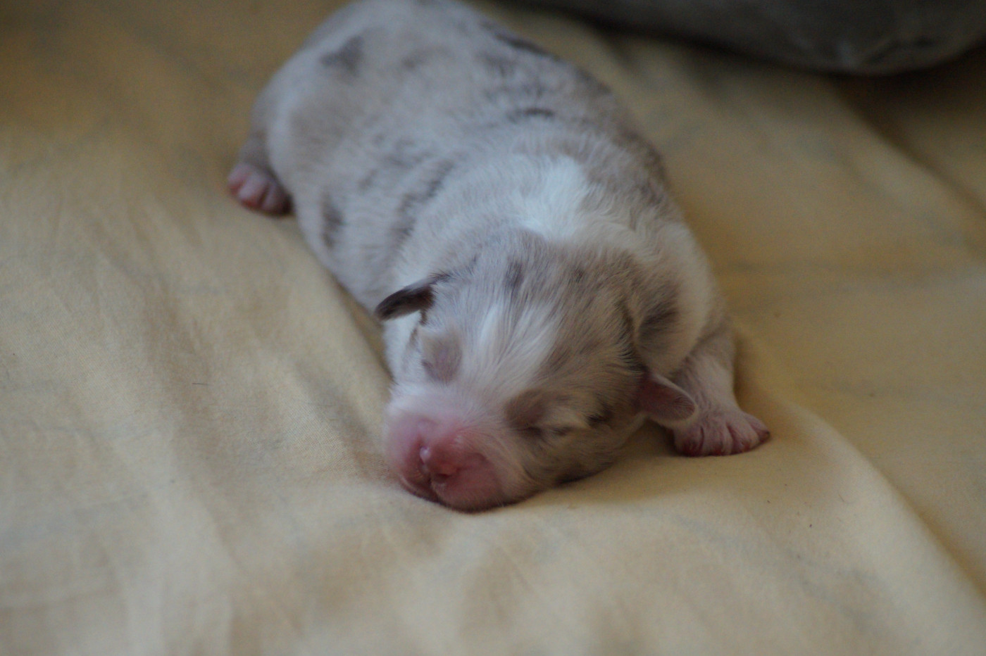 Des Terres De La Bayolle - Chiots disponibles - Berger Américain Miniature 