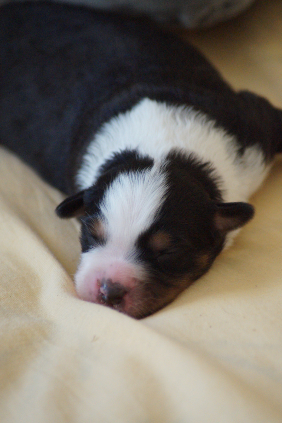 Des Terres De La Bayolle - Chiots disponibles - Berger Américain Miniature 
