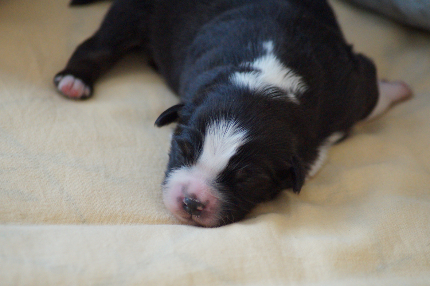 Des Terres De La Bayolle - Chiots disponibles - Berger Américain Miniature 