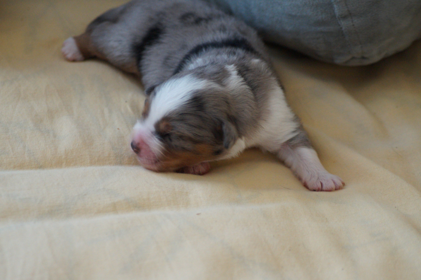 Des Terres De La Bayolle - Chiots disponibles - Berger Américain Miniature 