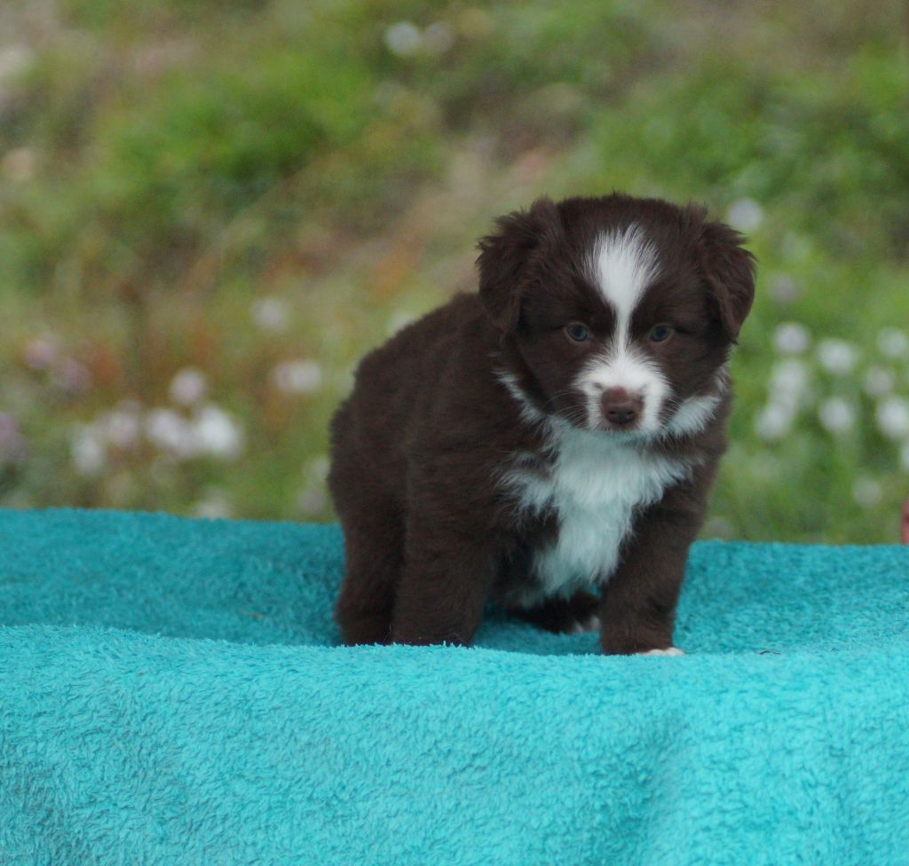 Des Terres De La Bayolle - Chiots disponibles - Berger Américain Miniature 
