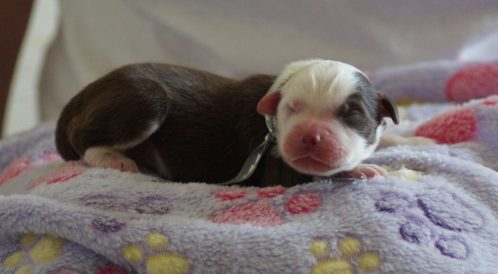 Des Terres De La Bayolle - Chiots disponibles - Berger Américain Miniature 