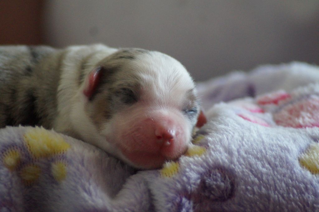 Des Terres De La Bayolle - Chiots disponibles - Berger Américain Miniature 