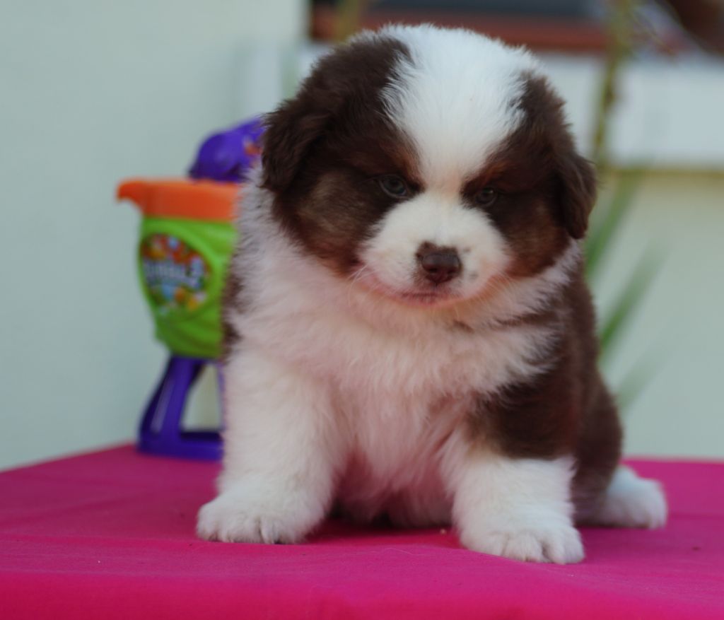 Des Terres De La Bayolle - Chiots disponibles - Berger Américain Miniature 