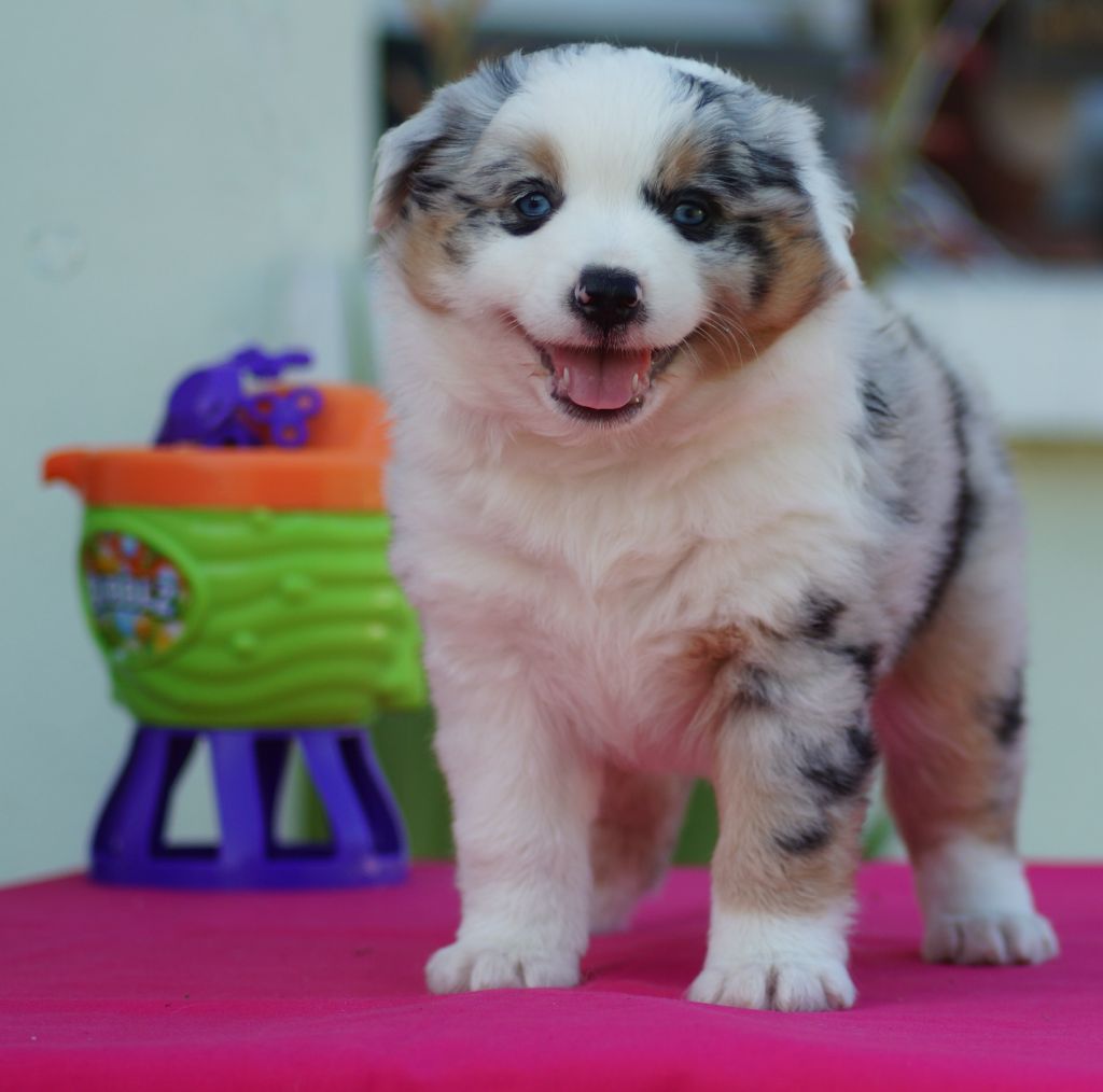 Des Terres De La Bayolle - Chiots disponibles - Berger Américain Miniature 