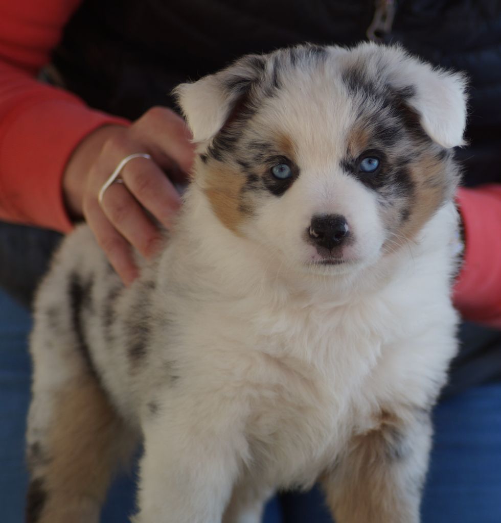 Des Terres De La Bayolle - Chiots disponibles - Berger Américain Miniature 