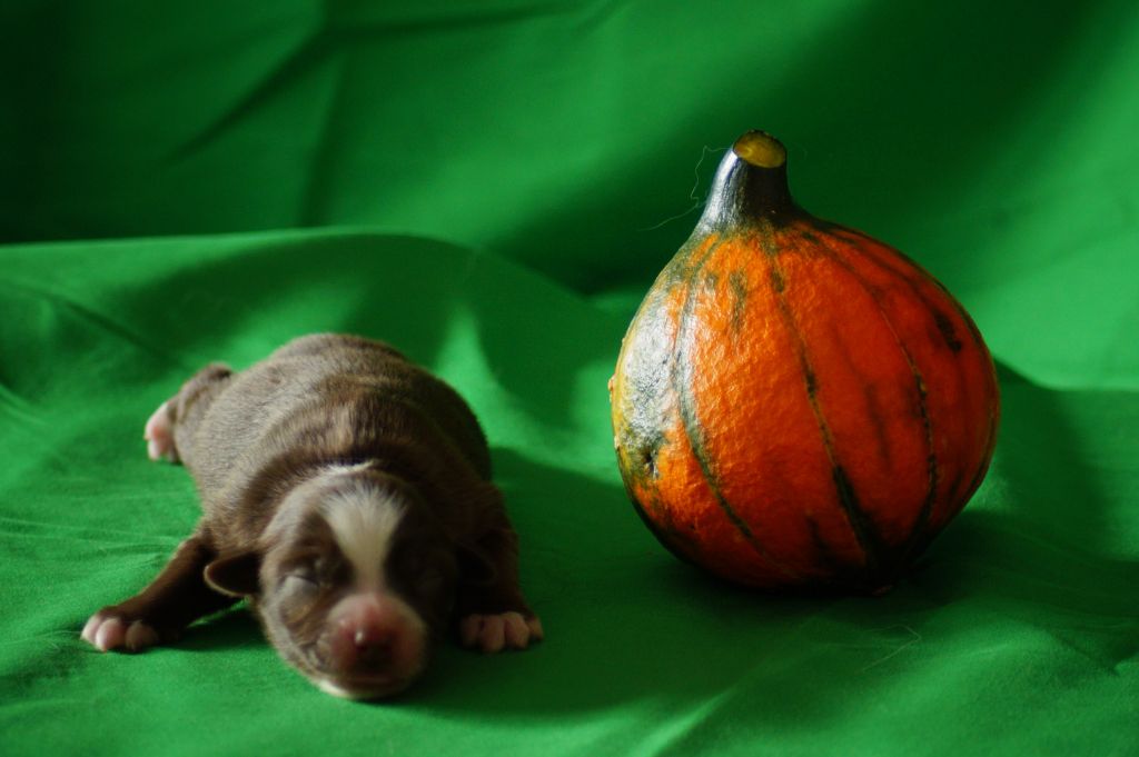 Des Terres De La Bayolle - Chiots disponibles - Berger Américain Miniature 