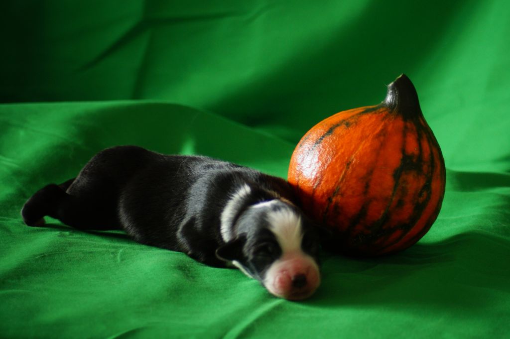 Des Terres De La Bayolle - Chiots disponibles - Berger Américain Miniature 