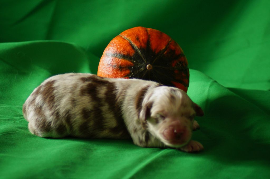 Des Terres De La Bayolle - Chiots disponibles - Berger Américain Miniature 