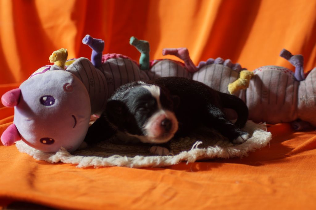 Des Terres De La Bayolle - Chiots disponibles - Berger Américain Miniature 