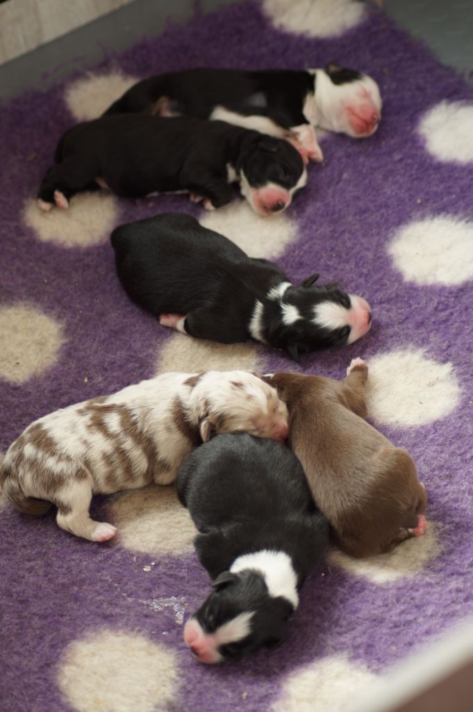 Chiot Berger Américain Miniature  Des Terres De La Bayolle