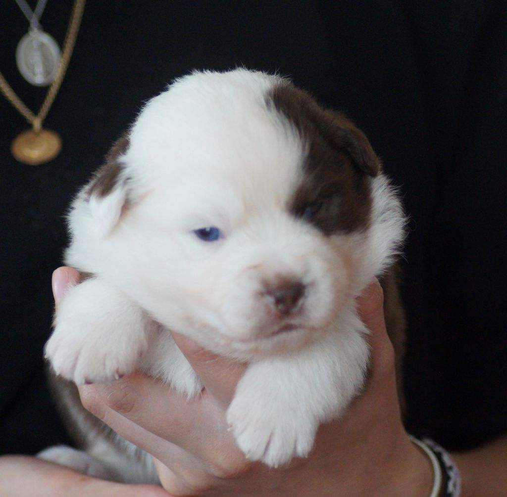 Des Terres De La Bayolle - Chiots disponibles - Berger Américain Miniature 