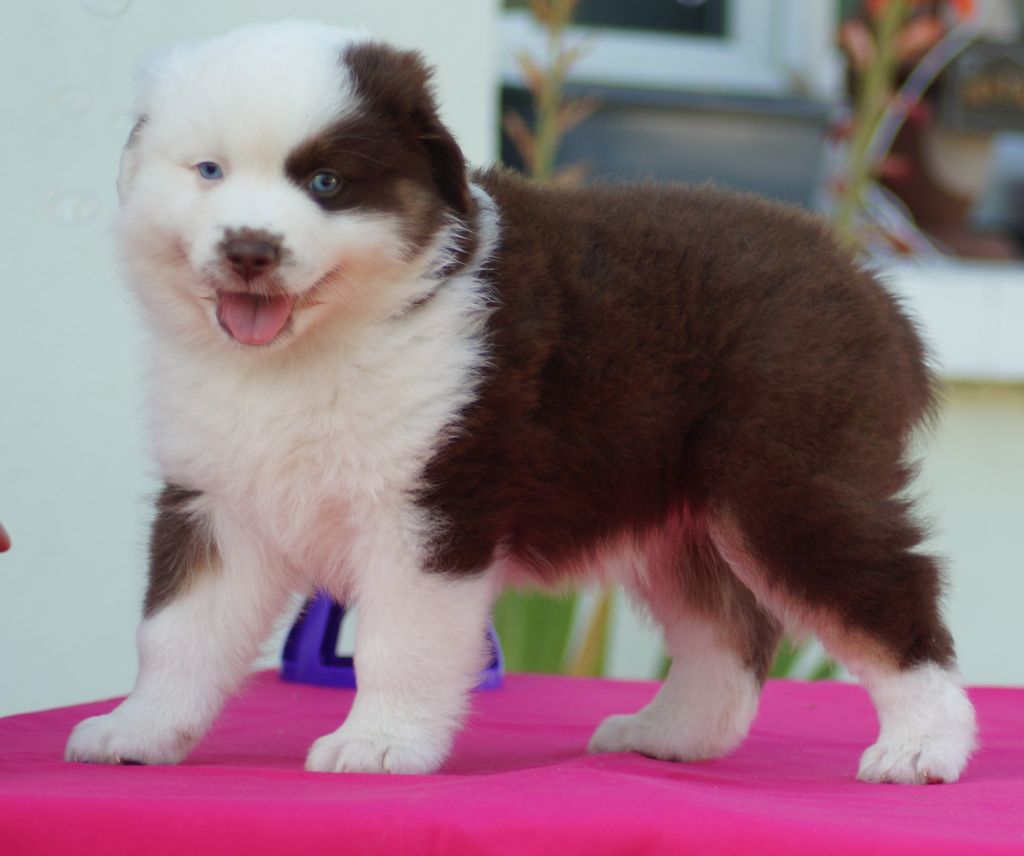 Des Terres De La Bayolle - Chiots disponibles - Berger Américain Miniature 