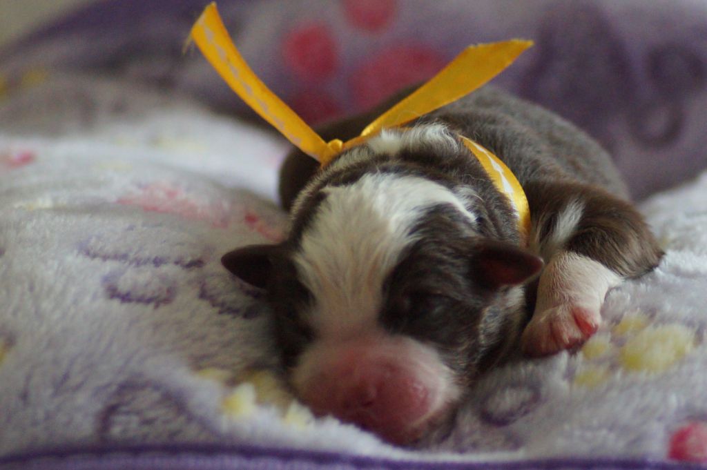 Des Terres De La Bayolle - Chiots disponibles - Berger Américain Miniature 